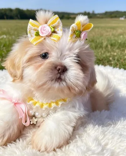 Lindas meninas Shitzu, duas doses de vacina! Pronta entrega