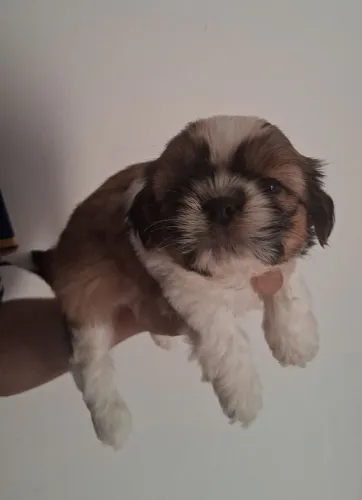 Filhote Macho Shih Tzu