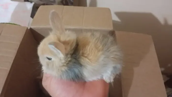 Filhotes da Coelho da Raça Mini Lion