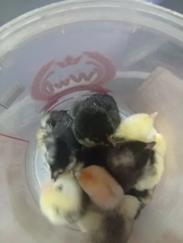 Pintinhos e ovos de galinha balão 