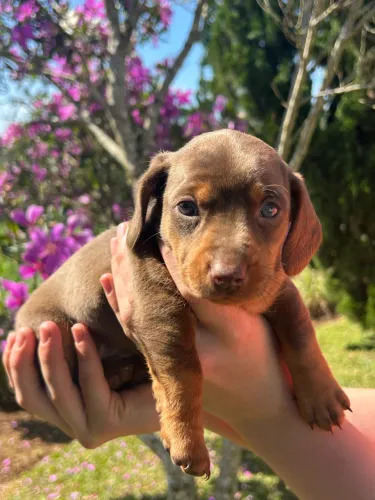 Filhotes de dachshund