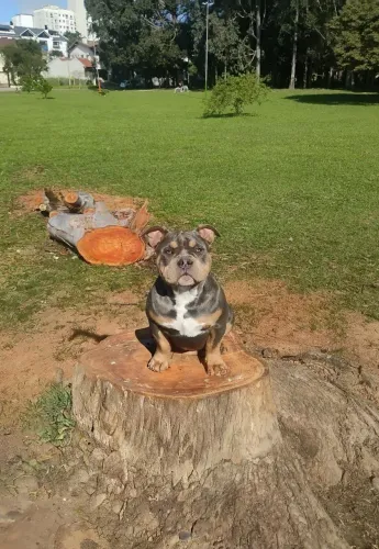Filhote de American Bully macho