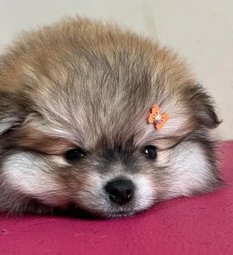 Filhote Spitz Alemão 