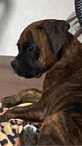 Cachorro boxer 