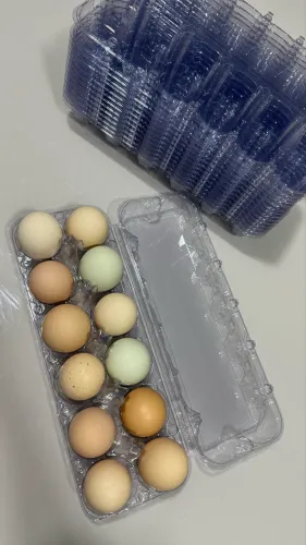 Cartelas de ovos de galinha 