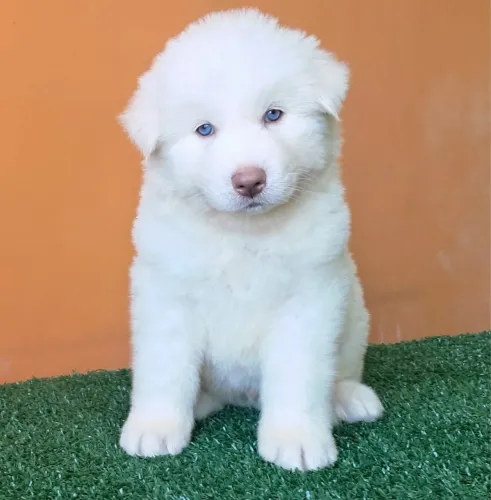 Husky siberiano com 60 dias vacinado 