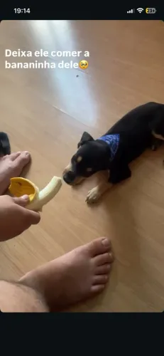 Doa-se cachorrinho 4 meses , já vacinado v8 e vermifugado