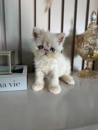 Gato persa 