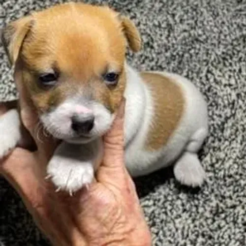 Jack Russell Terrier,Jack Russell Terrier Filhote Linda Linhagem Disponível