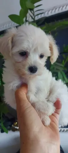 Filhotes de poodle toy