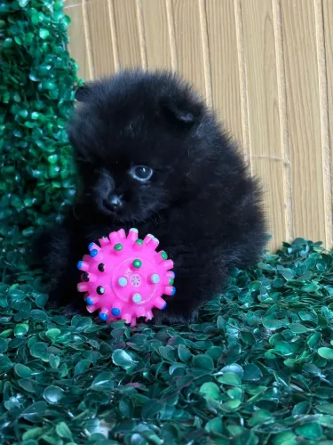 Filhote de Spitz Black Macho