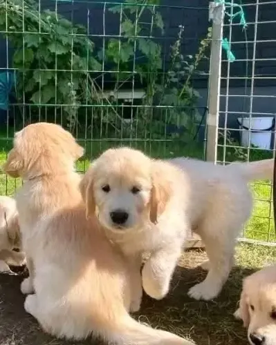 Filhotes de Golden Retriever | Um filhote de cachorro ilumina qualquer ambiente.