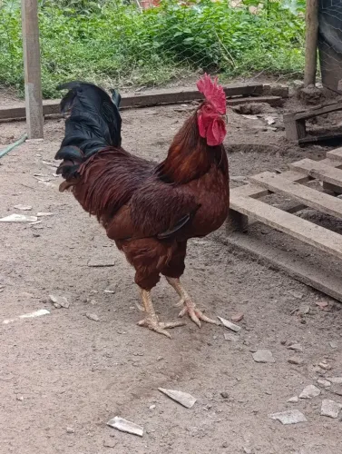 Galos, galinhas, ovos e pintinhos Rhode island red