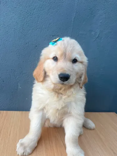 Fêmea de Golden retriver