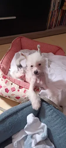 Vendo 4 filhotes da raça Cão de Crista Chinês - nascidos em 29/03/2026