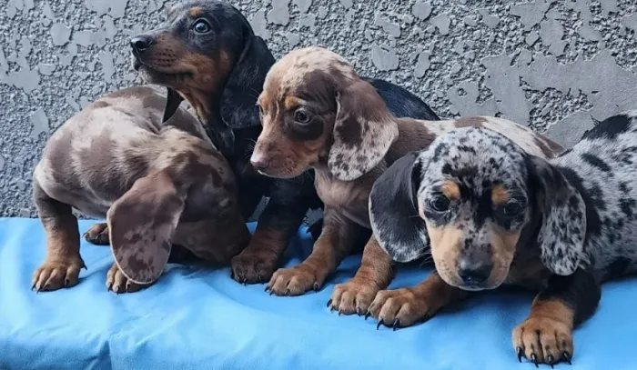 Lindissímos Filhotes de Dachshund a Pronta Entrega. 