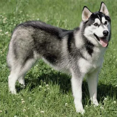 VENDO CACHORRO HUSKI SEBERIANO  FEMIA MOTIVO  MUDEI PRA OUTRA CASA COM POCO ESPAÇO 