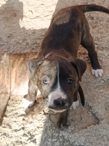 Tenho filhotes de Pit Bull puro red nose com 2 meses de vida tenho fêmea e macho rajados 