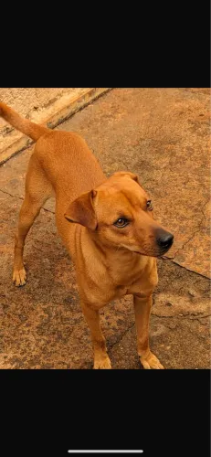 Cachorro para doação 