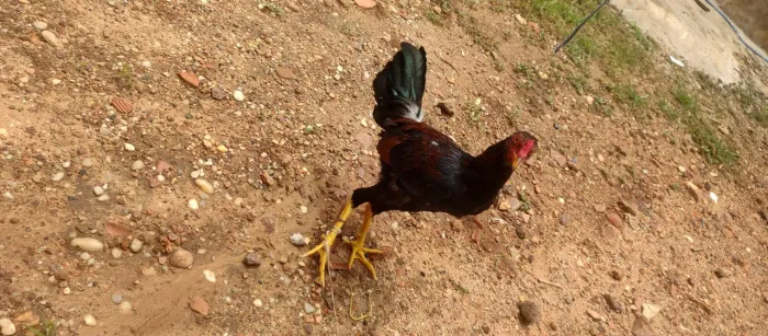 Frango caipira