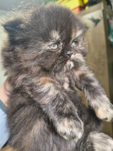 *** Gato persa Fêmea ****