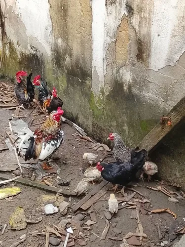 Vendo ums querechinho