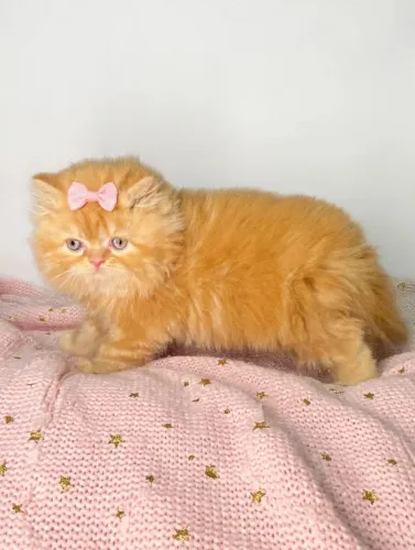 Lindas e perfeita persa fêmeas 