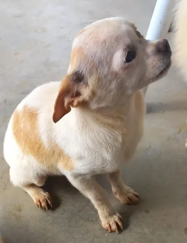 Chihuahua