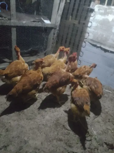 Frango pescoço pelado 