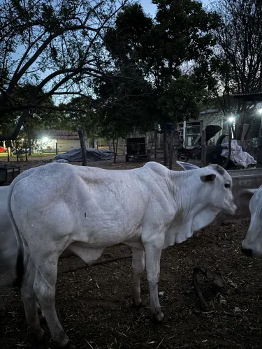 Bezerros e Bezerras Nelore