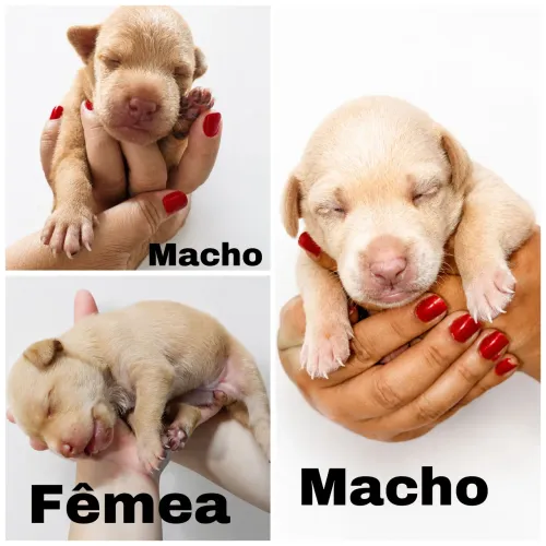 Doação SEM RAÇA DEFINIDA 