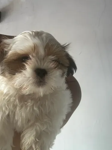 Cachorro