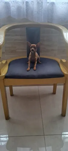 Filhote fêmea Pinscher marrom