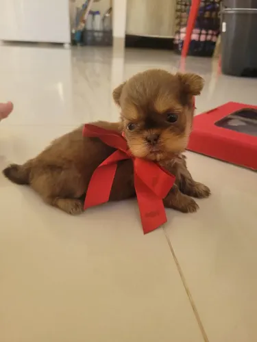 Shih-Tzu Fêmea Filhote