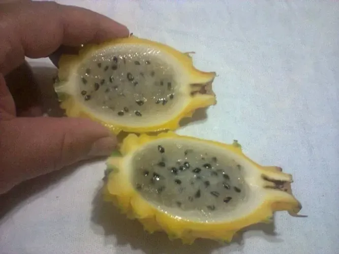 Vendo Mudas de Pitaya Amarela Colombiana - Guarulhos