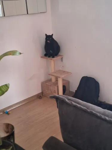 Árvore de gato com prateleiras