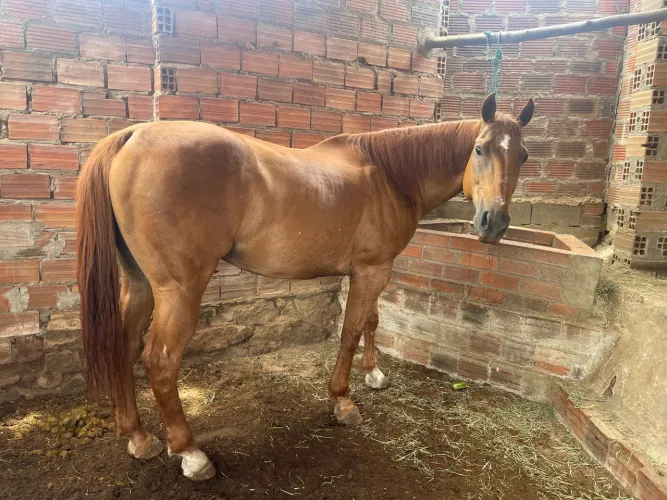 Cavalo de vaquejada