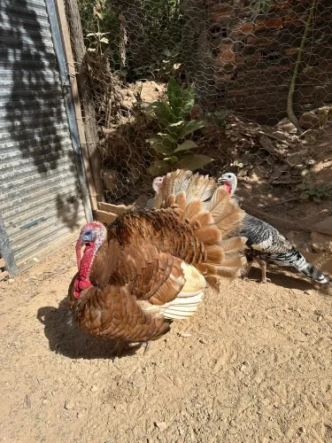 Vendo terno de Perus. 1 Macho e 2 Fêmeas (SOBRADINHO II)