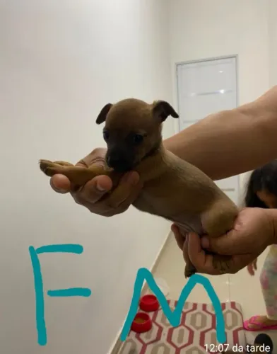 Lindos filhotes de pinscher disponível trabalho a mais de 6 anos com essa raça lindíssima
