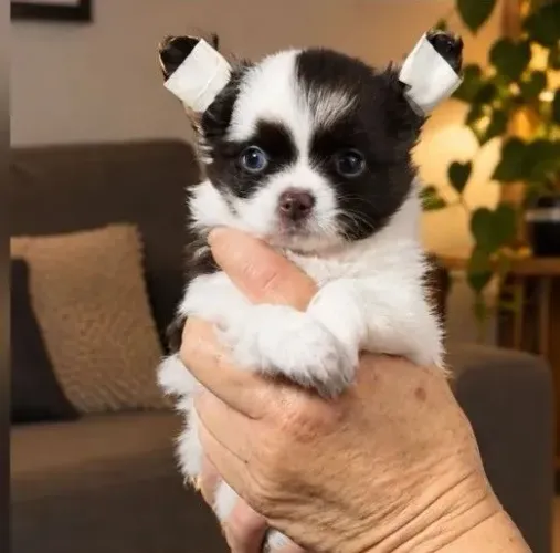 Vendo Filhotes de chihuahua Macho