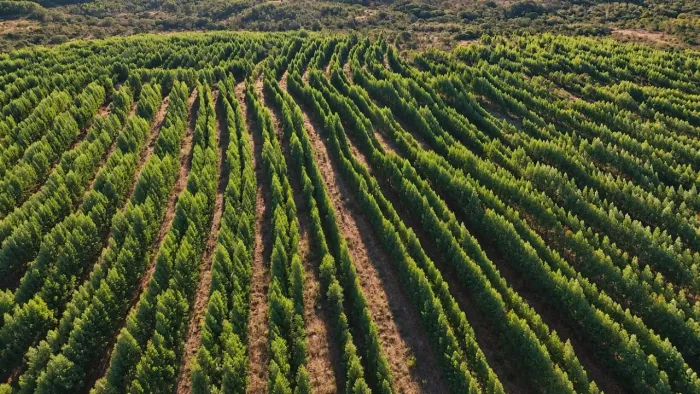 FAZENDA 350 HECTARES EM ENGENHEIRO NAVARRO.