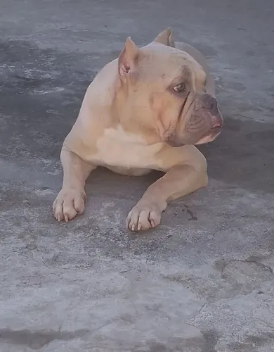 Exotic Bully Lilac Fawn- Pedigree + Microch