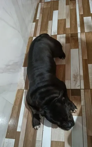 Doação American bully