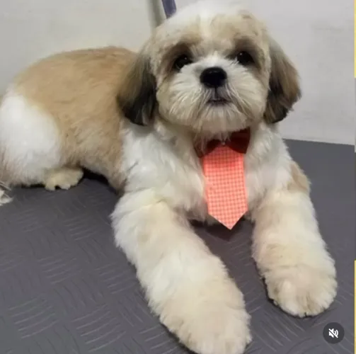 Shih Tzu