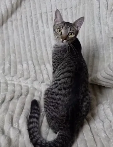 Gatinhos rajados CASTRADOS,VACINADOS E VERMIFUGADOS disponíveis para adoção
