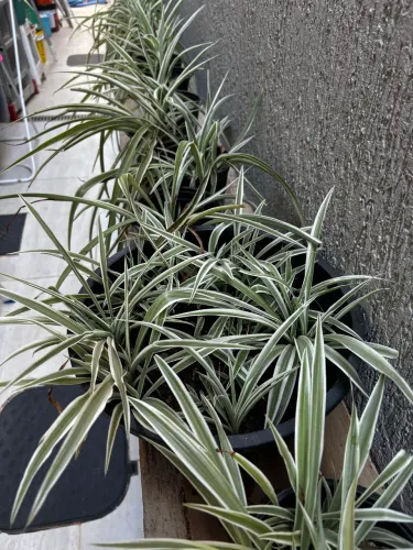 40 mudas Clorofito
