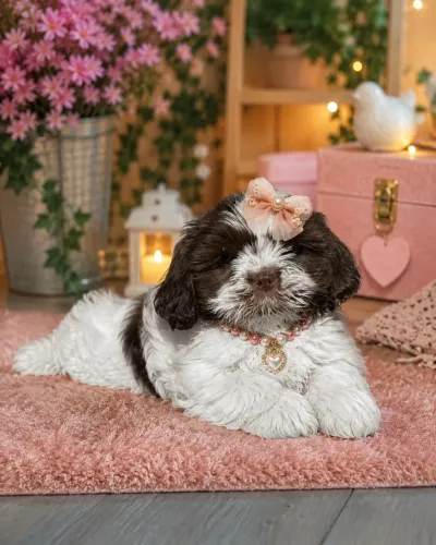 Shih tzu fêmea branca e chocolate imperial