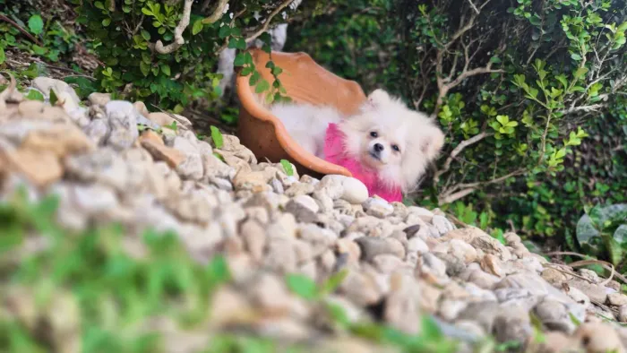 Spitz Anão femea 5meses com pedigree cbkc 