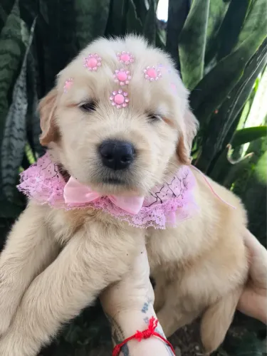 Golden Retriever filhote