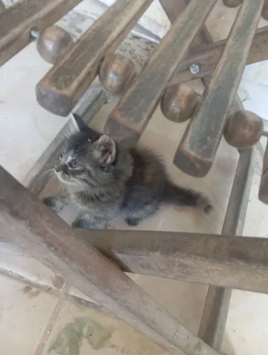 ¡Doação! Lindos filhotes ? gatinhos?